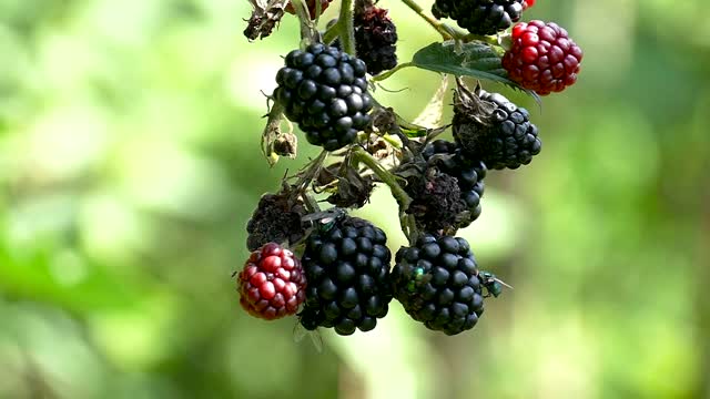 Blackberries fruit angry