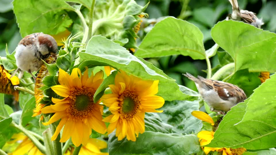 Bird sparrow sunflower
