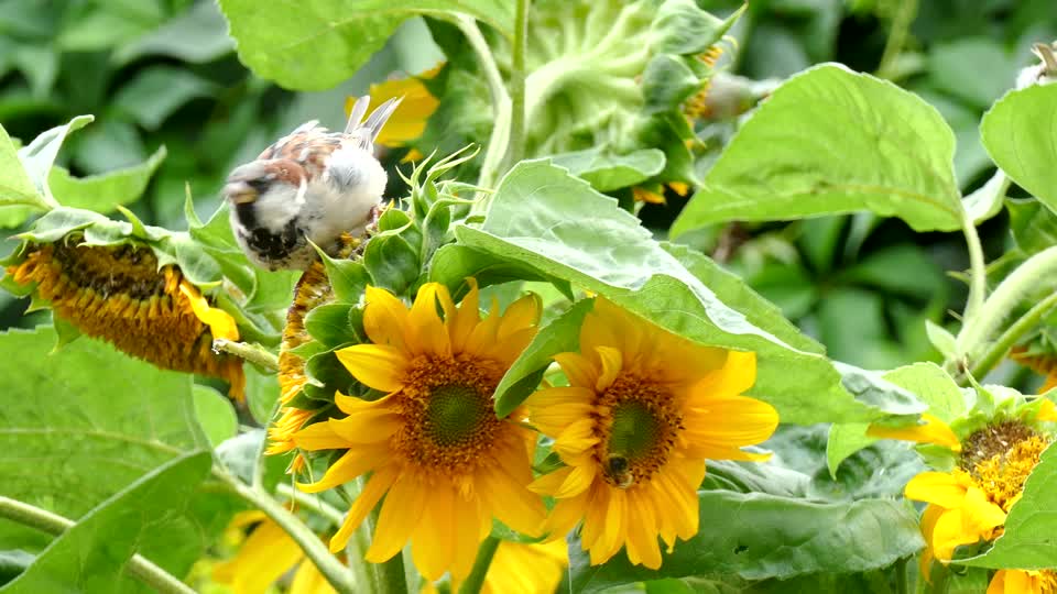 Bird sparrow sunflower