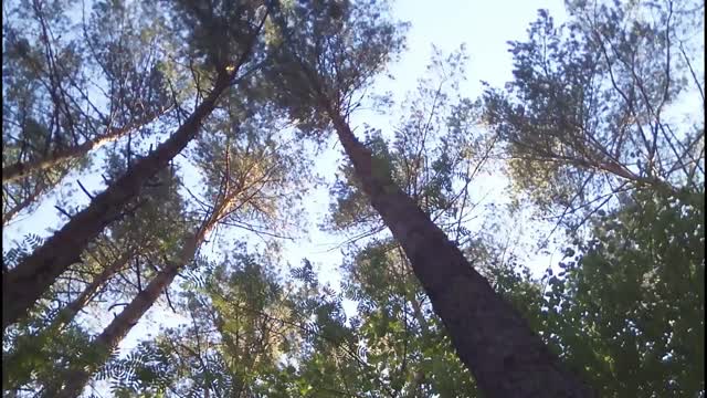 Forest the trunks of the trees nature