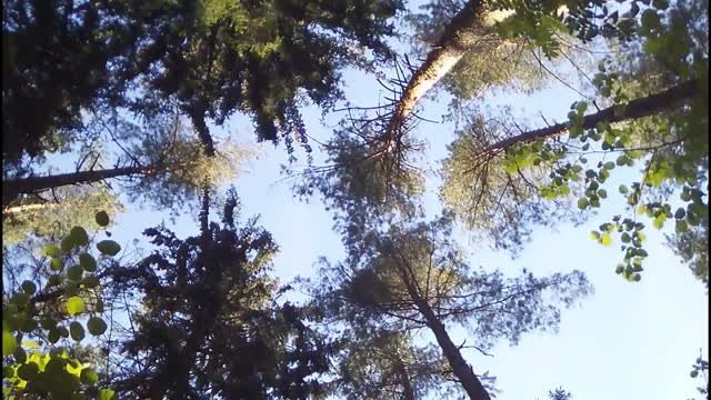 Forest spring the trunks of the trees