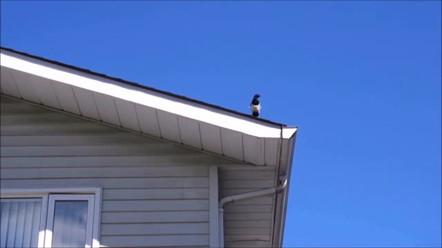 Bird house blue sky