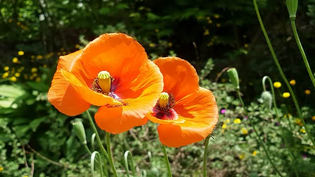 Poppy two bunches flower