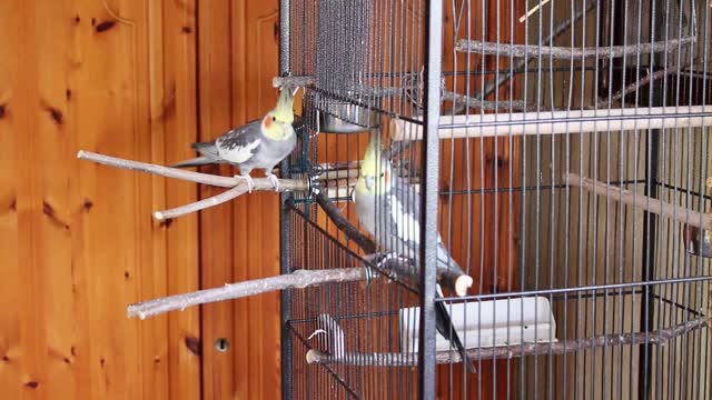 Birds bird nymphs