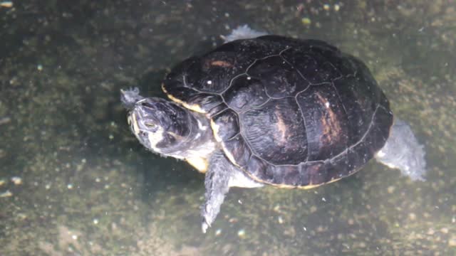 Turtle swimming swim