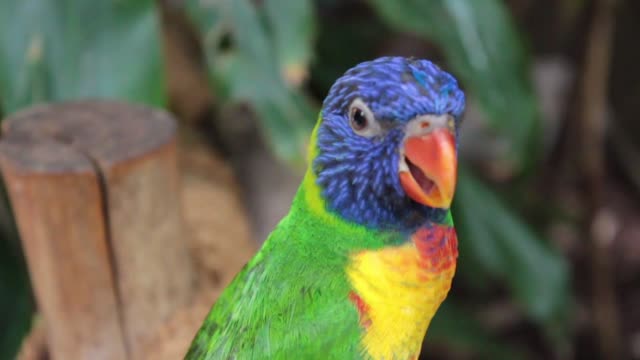 Parrot bird colorful