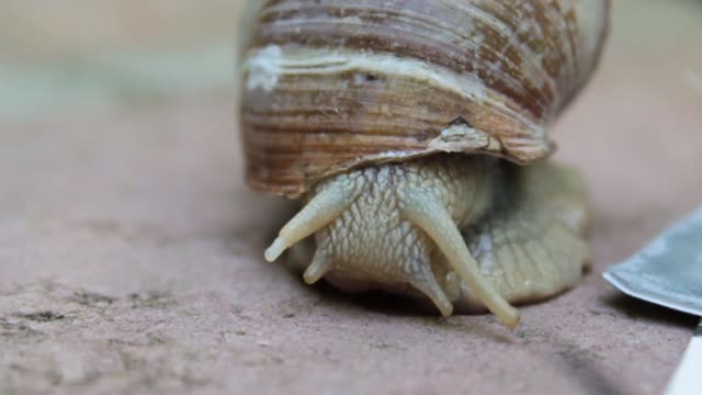 Snail shell crawl