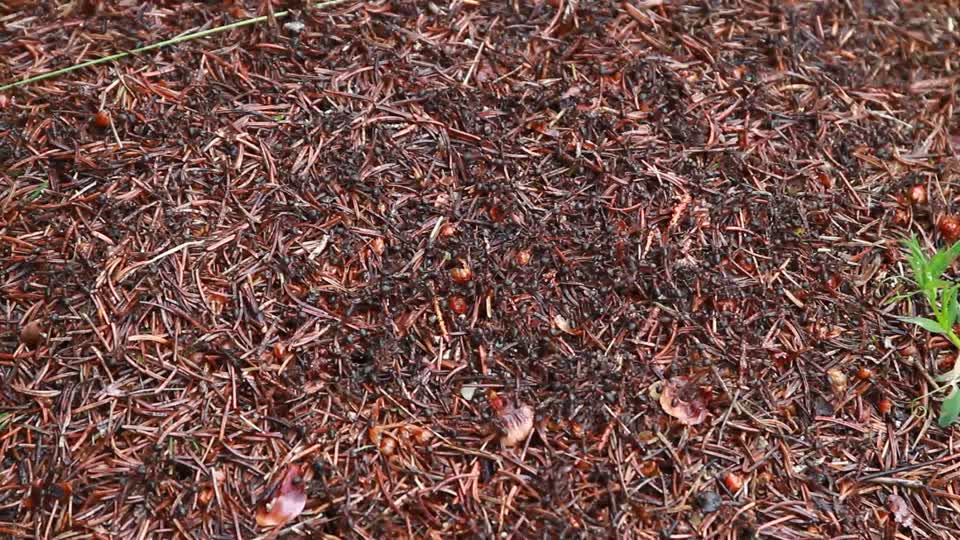 Ants ant hill bugs