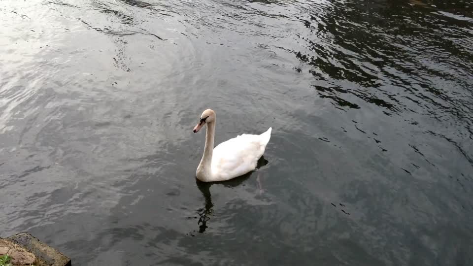 Water swan nature