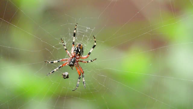 Spider arachnid food