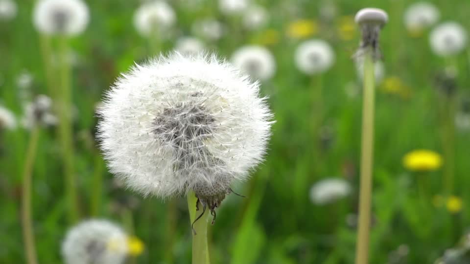 Slow motion dandelion close up