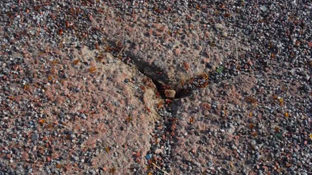 Ant red insect