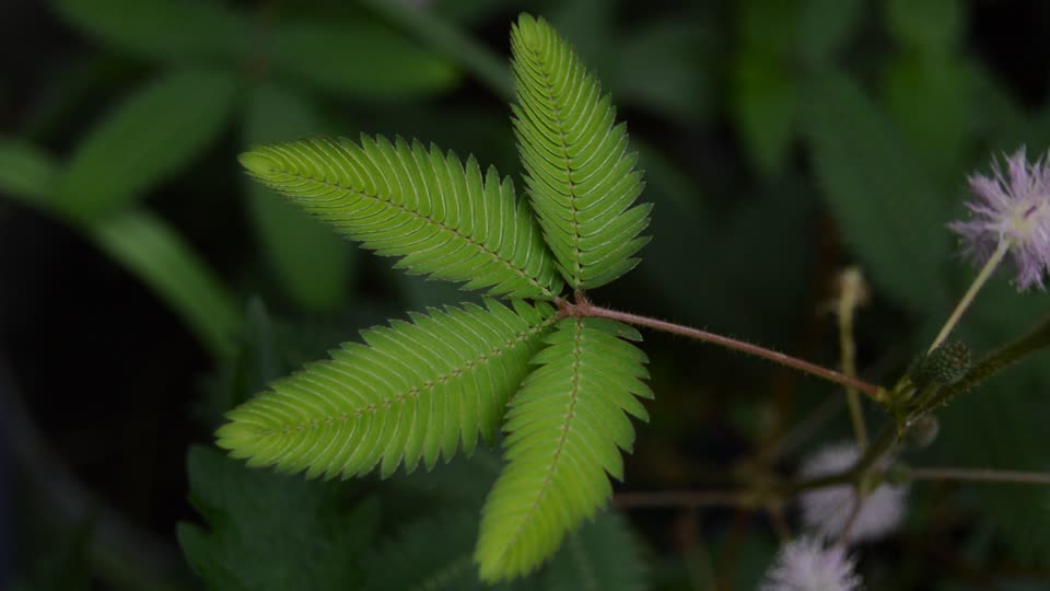 Plant green nature