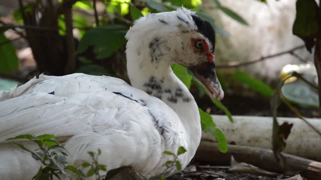 Duck farm bird