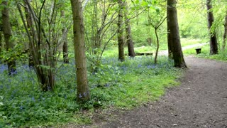 Bluebells forest blue