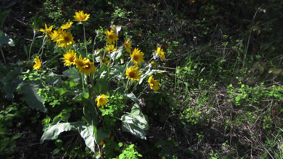 Okanagan sunflowers balsamroot