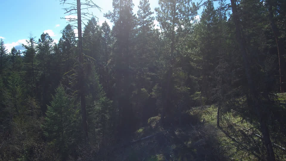 Okanagan aerial forest