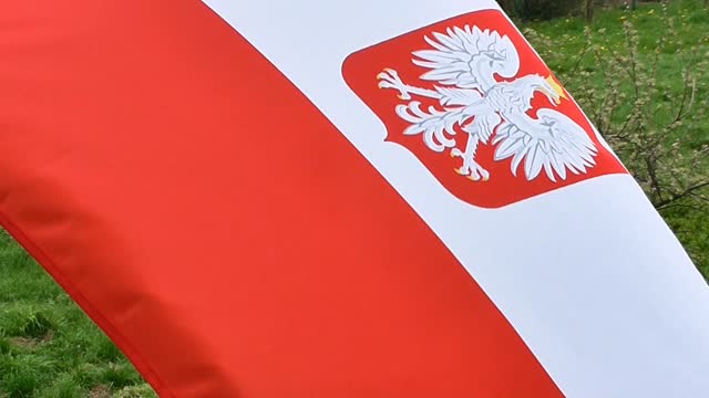 Flag polish flag poland