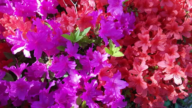Azalea april pink flower