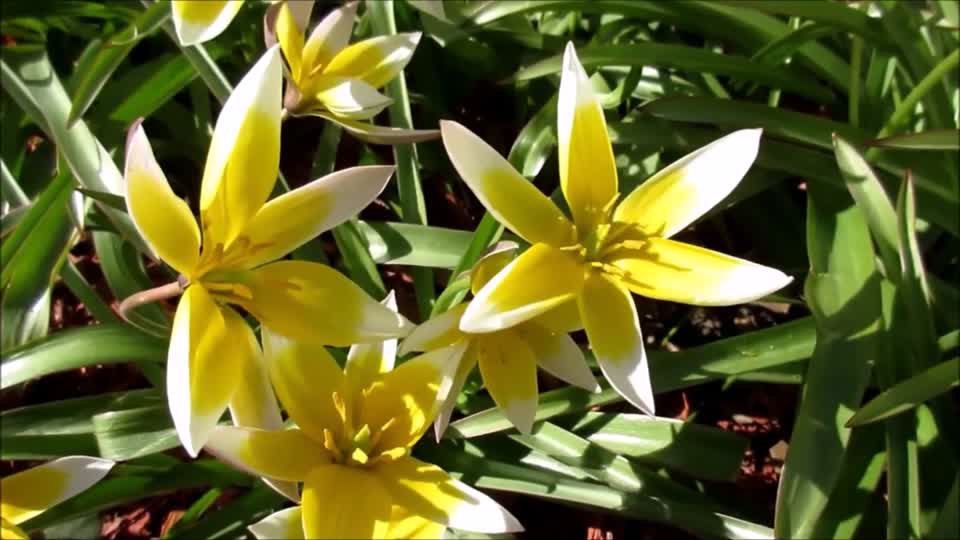 Flowers swaying spring