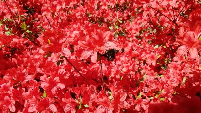 Yeonsan hong red flower spring flowers