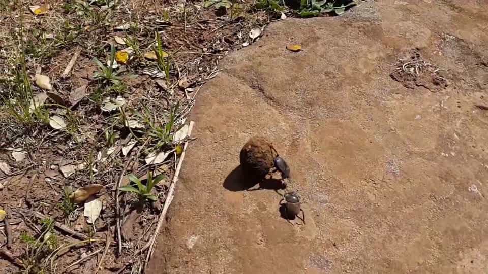 Dung beetle beetle aphid