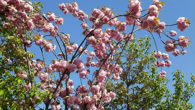 Spring flower tree spring flowers