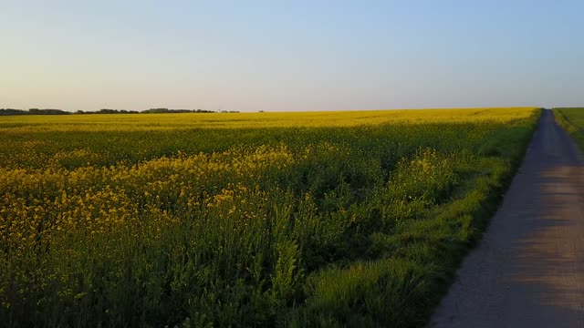 Aerial view rappsfeld yellow