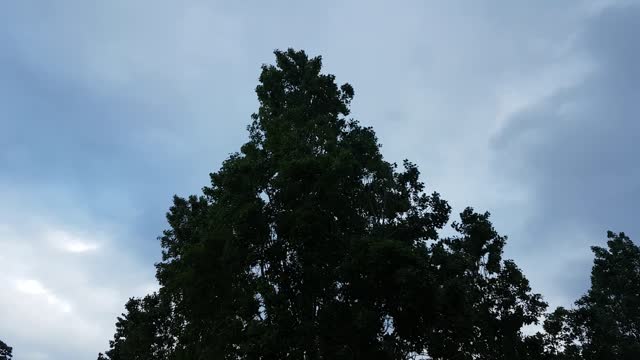 Tree trees trees movement