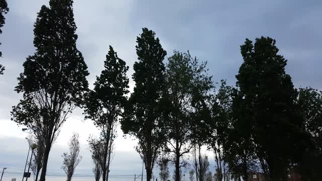 Tree trees trees movement