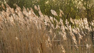 Grass blowing wind