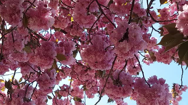 Flower tree spring flowers swank