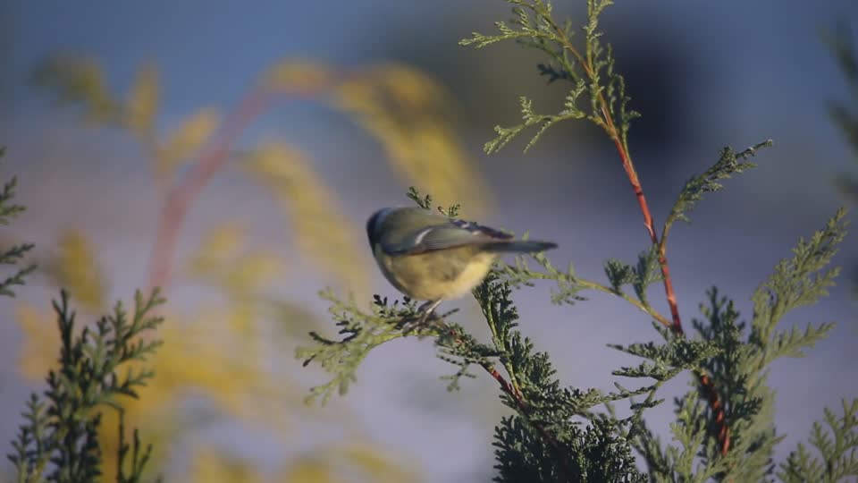 Bird fly the nature of the