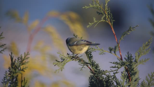 Bird fly the nature of the