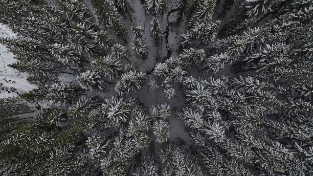 Tree snow frost