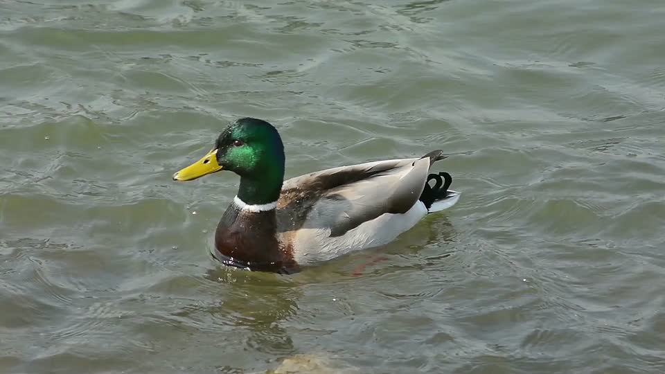 Drake duck water bird