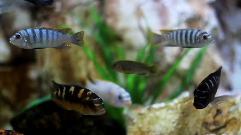 Acquarium fish sea