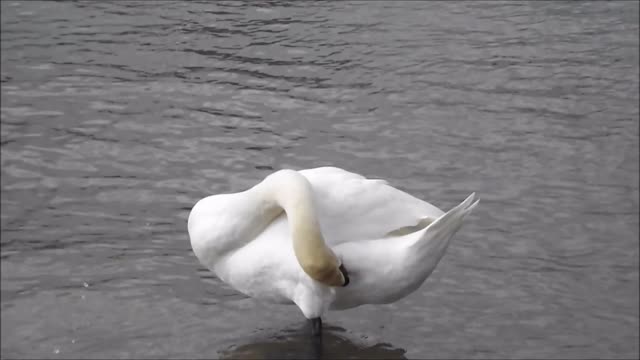 Swan fauna birds