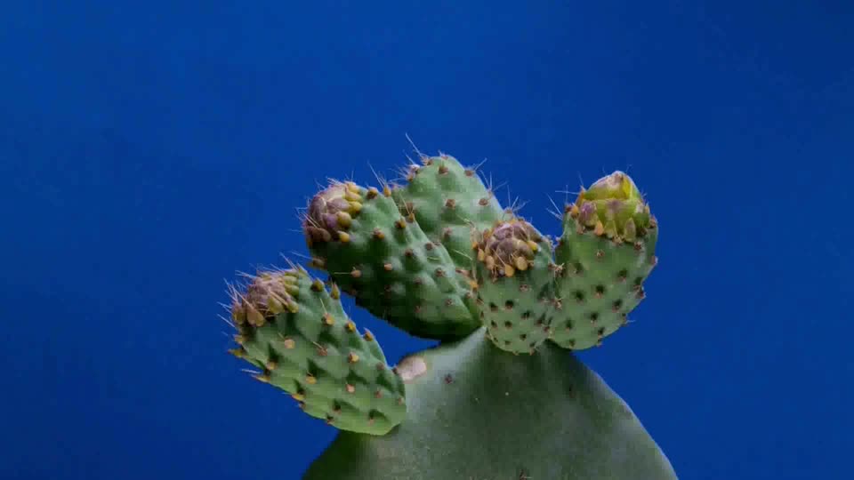 Flower wild flowers videos