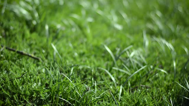 Spring nature meadow