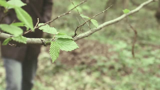Forest walking walk