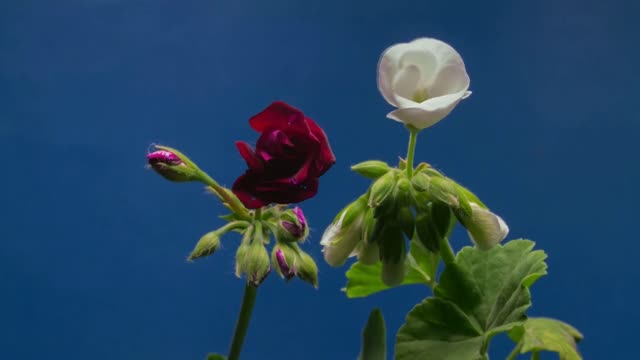 Flower wild flowers videos