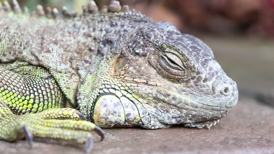 The iguana reptile lizard