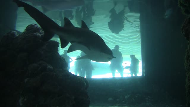 Hai aquarium underwater