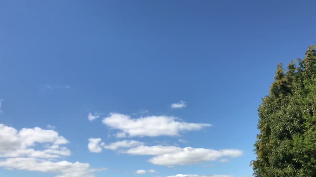 Pigeons flock flying