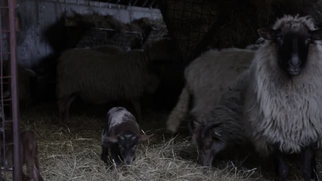 Lamb livestock little