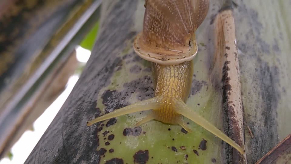 Snail mollusk nature