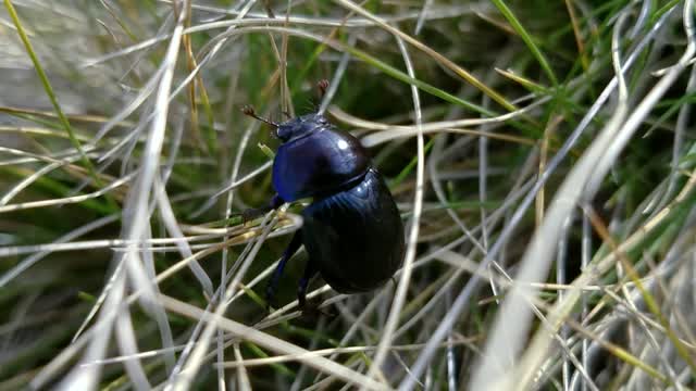 Beetle bug insect
