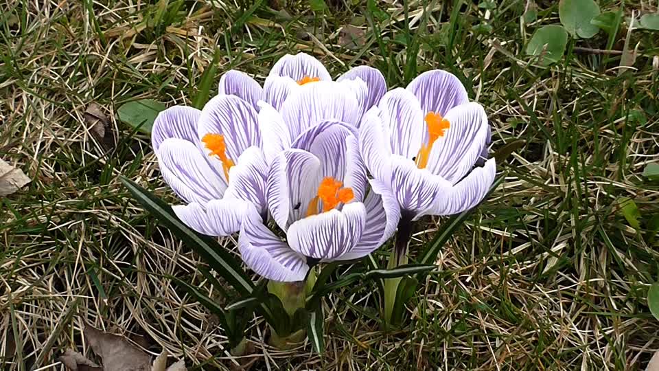 Crocuses flowers spring