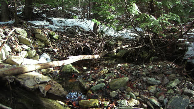 Nature creek plants